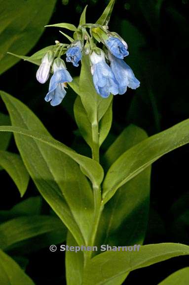 mertensia ciliata var stomatechoides 2 graphic